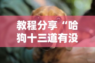 教程分享“哈狗十三道有没有挂”分享辅助外挂教程