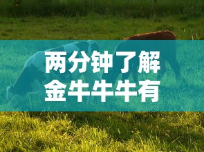 两分钟了解金牛牛牛有挂吗”开挂步骤方法